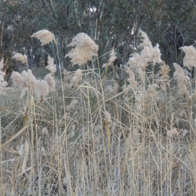 Phragmites australis (Common Reed) at Umbagong District Park - 25 May 2015 by michaelb