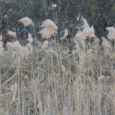 Phragmites australis (Common Reed) at Macgregor, ACT - 25 May 2015 by MichaelBedingfield