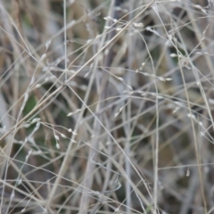 Panicum effusum (Hairy Panic Grass) at Macgregor, ACT - 25 May 2015 by michaelb