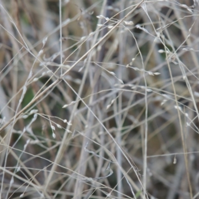 Panicum effusum (Hairy Panic Grass) at Macgregor, ACT - 25 May 2015 by MichaelBedingfield