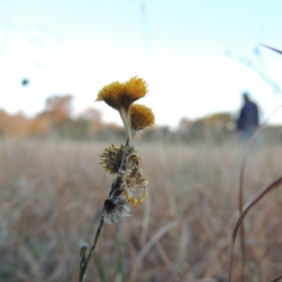 Chrysocephalum apiculatum (Common Everlasting) at Macgregor, ACT - 25 May 2015 by MichaelBedingfield