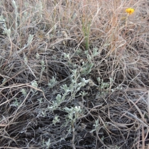 Chrysocephalum apiculatum at Macgregor, ACT - 25 May 2015