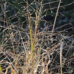 Panicum effusum (Hairy Panic Grass) at Barneys Hill/Mt Stranger - 16 May 2015 by michaelb