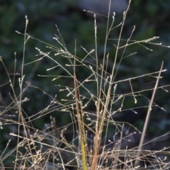 Panicum effusum at Bonython, ACT - 16 May 2015 10:23 AM