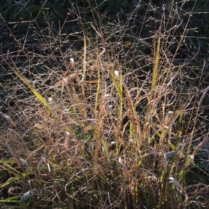 Panicum effusum at Bonython, ACT - 16 May 2015 10:23 AM