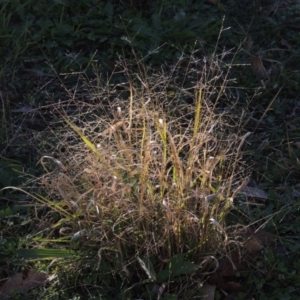 Panicum effusum at Bonython, ACT - 16 May 2015 10:23 AM