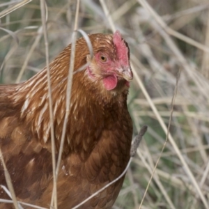 Gallus gallus at Bullen Range - 26 Sep 2018 09:41 AM