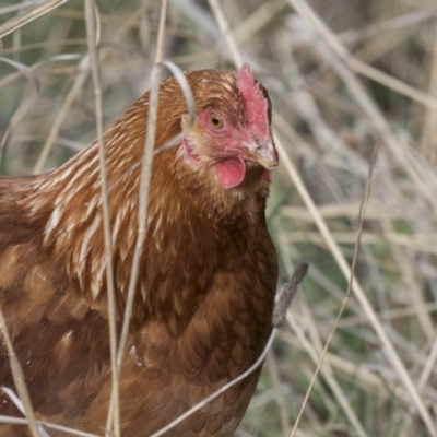 Gallus gallus (Red Junglefowl (Domestic)) at Bullen Range - 25 Sep 2018 by Alison Milton