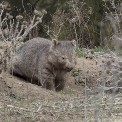 Vombatus ursinus (Common wombat, Bare-nosed Wombat) at Greenway, ACT - 26 Sep 2018 by AlisonMilton