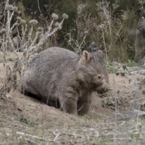 Vombatus ursinus at Greenway, ACT - 26 Sep 2018