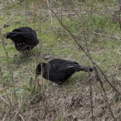Corcorax melanorhamphos (White-winged Chough) at Greenway, ACT - 26 Sep 2018 by AlisonMilton