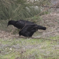 Corcorax melanorhamphos at Greenway, ACT - 26 Sep 2018