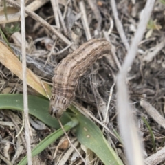 Proteuxoa (genus) (A Noctuid moth) at Greenway, ACT - 26 Sep 2018 by AlisonMilton