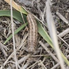 Proteuxoa (genus) at Greenway, ACT - 26 Sep 2018 12:11 PM