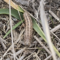 Proteuxoa (genus) at Greenway, ACT - 26 Sep 2018