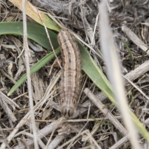 Proteuxoa (genus) at Greenway, ACT - 26 Sep 2018