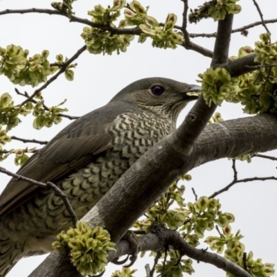 Ptilonorhynchus violaceus (Satin Bowerbird) at Greenway, ACT - 26 Sep 2018 by Alison Milton