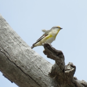 Pardalotus striatus at Symonston, ACT - 26 Sep 2018 10:12 AM