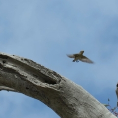 Pardalotus striatus at Symonston, ACT - 26 Sep 2018 10:12 AM