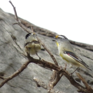 Pardalotus striatus at Symonston, ACT - 26 Sep 2018 10:12 AM