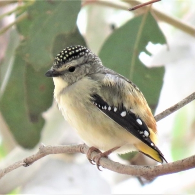 Pardalotus punctatus (Spotted Pardalote) at Symonston, ACT - 26 Sep 2018 by KumikoCallaway