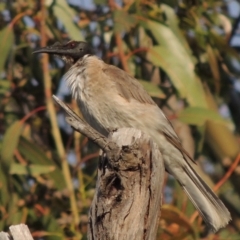 Philemon corniculatus (Noisy Friarbird) at Pine Island to Point Hut - 26 Oct 2017 by michaelb