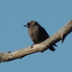 Artamus cyanopterus cyanopterus (Dusky Woodswallow) at Tennent, ACT - 26 Dec 2014 by michaelb