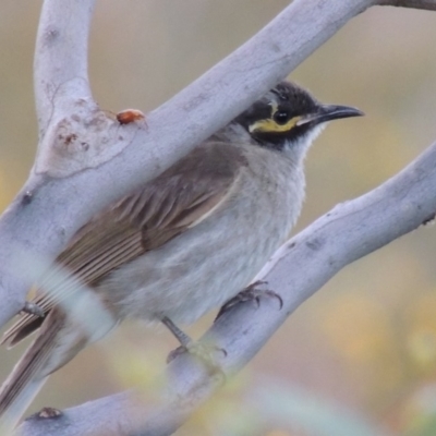 Caligavis chrysops (Yellow-faced Honeyeater) at Point Hut to Tharwa - 27 Dec 2014 by michaelb