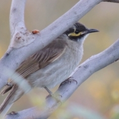 Caligavis chrysops (Yellow-faced Honeyeater) at Paddys River, ACT - 27 Dec 2014 by michaelb