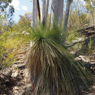 Xanthorrhoea glauca subsp. angustifolia (Grey Grass-tree) at Uriarra Village, ACT - 25 Sep 2018 by KenT