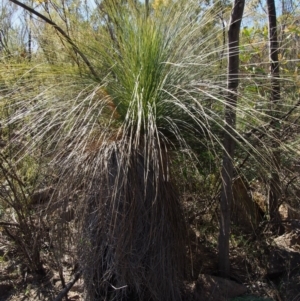 Xanthorrhoea glauca subsp. angustifolia at Uriarra Village, ACT - suppressed