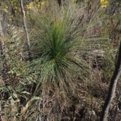 Xanthorrhoea glauca subsp. angustifolia at Uriarra Village, ACT - suppressed