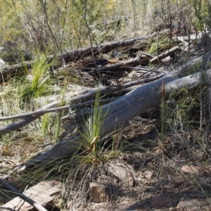 Xanthorrhoea glauca subsp. angustifolia at Uriarra Village, ACT - 25 Sep 2018