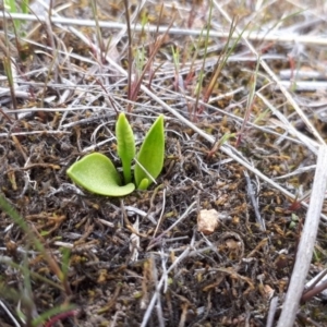 Ophioglossum lusitanicum at Molonglo River Reserve - 26 Sep 2018 12:20 PM