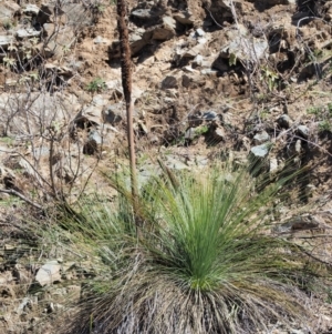 Xanthorrhoea glauca subsp. angustifolia at Paddys River, ACT - 21 Sep 2018