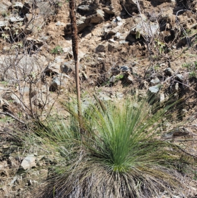 Xanthorrhoea glauca subsp. angustifolia (Grey Grass-tree) at Bullen Range - 21 Sep 2018 by KenT