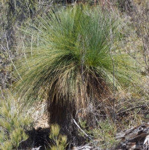 Xanthorrhoea glauca subsp. angustifolia at Paddys River, ACT - suppressed