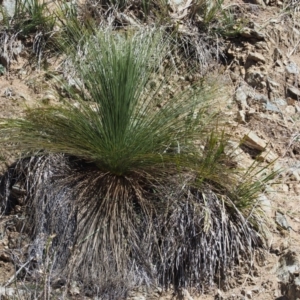 Xanthorrhoea glauca subsp. angustifolia at Paddys River, ACT - suppressed