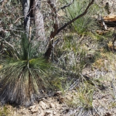 Xanthorrhoea glauca subsp. angustifolia at Paddys River, ACT - suppressed