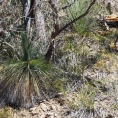 Xanthorrhoea glauca subsp. angustifolia at Paddys River, ACT - 21 Sep 2018