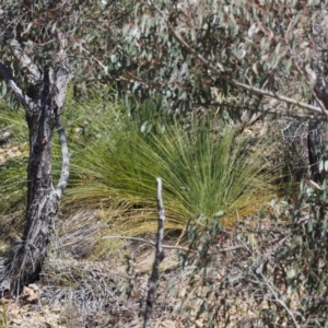 Xanthorrhoea glauca subsp. angustifolia at Paddys River, ACT - suppressed