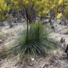 Xanthorrhoea glauca subsp. angustifolia (Grey Grass-tree) at Uriarra Village, ACT - 25 Sep 2018 by KenT