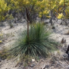 Xanthorrhoea glauca subsp. angustifolia (Grey Grass-tree) at Paddys River, ACT - 25 Sep 2018 by KenT