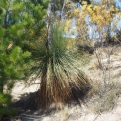 Xanthorrhoea glauca subsp. angustifolia at Uriarra Village, ACT - 25 Sep 2018