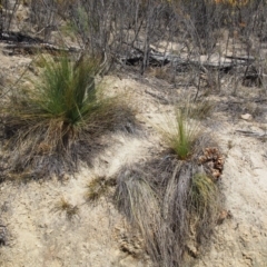 Xanthorrhoea glauca subsp. angustifolia at Uriarra Village, ACT - suppressed