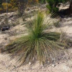 Xanthorrhoea glauca subsp. angustifolia at Uriarra Village, ACT - 25 Sep 2018