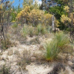 Xanthorrhoea glauca subsp. angustifolia at Uriarra Village, ACT - suppressed