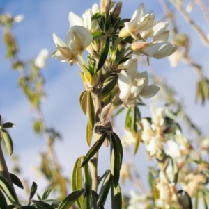 Chamaecytisus palmensis at Cotter River, ACT - 25 Sep 2018