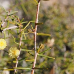 Acacia ulicifolia (Prickly Moses) at Cotter River, ACT - 25 Sep 2018 by KenT