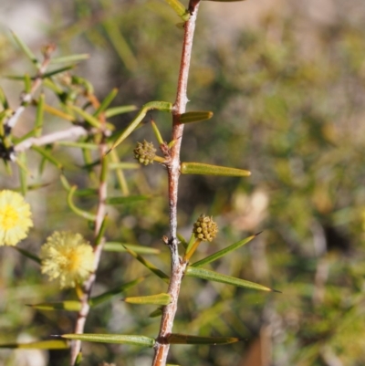 Acacia ulicifolia (Prickly Moses) at Cotter River, ACT - 25 Sep 2018 by KenT